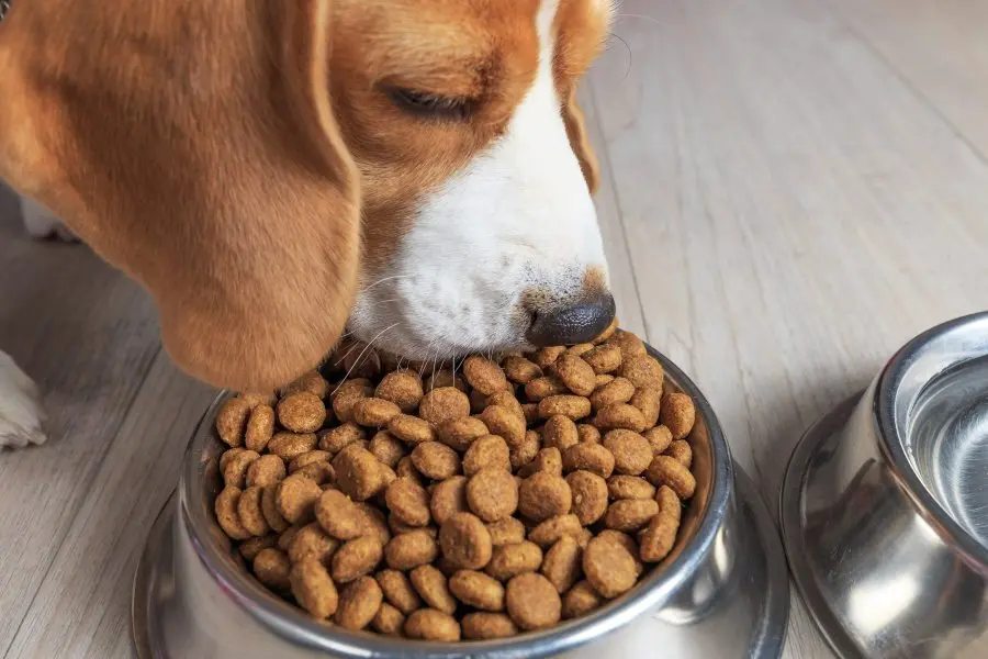 alimento para perros
